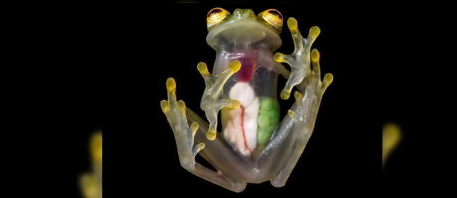 Charla virtual en Australia sobre las ranas de cristal de Colombia
